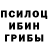 Псилоцибиновые грибы Psilocybine cubensis vincemc